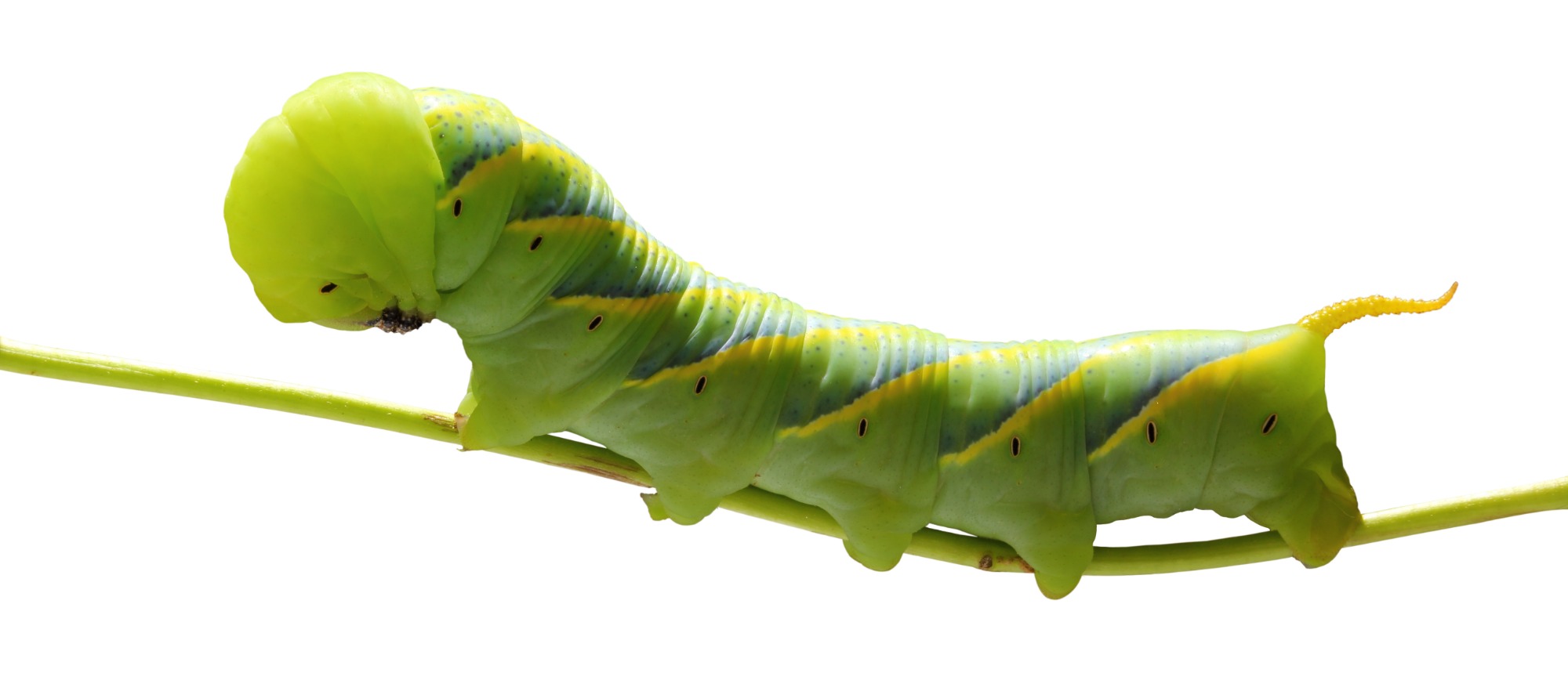 Image of Caterpillar